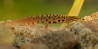 Čolek obecný - Triturus vulgaris - Smooth Newt  7080